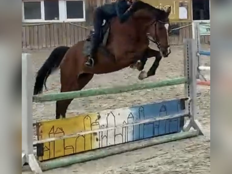 Holstein Gelding 11 years 17 hh Brown in Jena