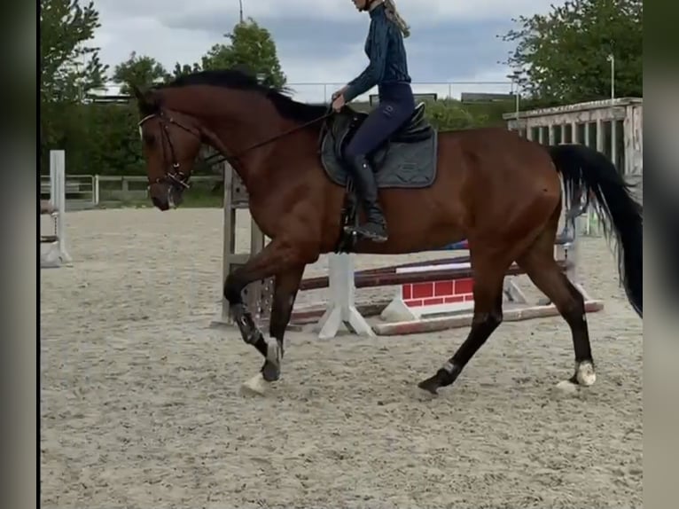 Holstein Gelding 11 years 17 hh Brown in Jena