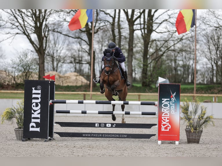 Holstein Gelding 11 years 17 hh Brown in Schierensee