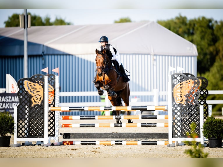 Holstein Gelding 11 years 17 hh Brown in Tangstedt