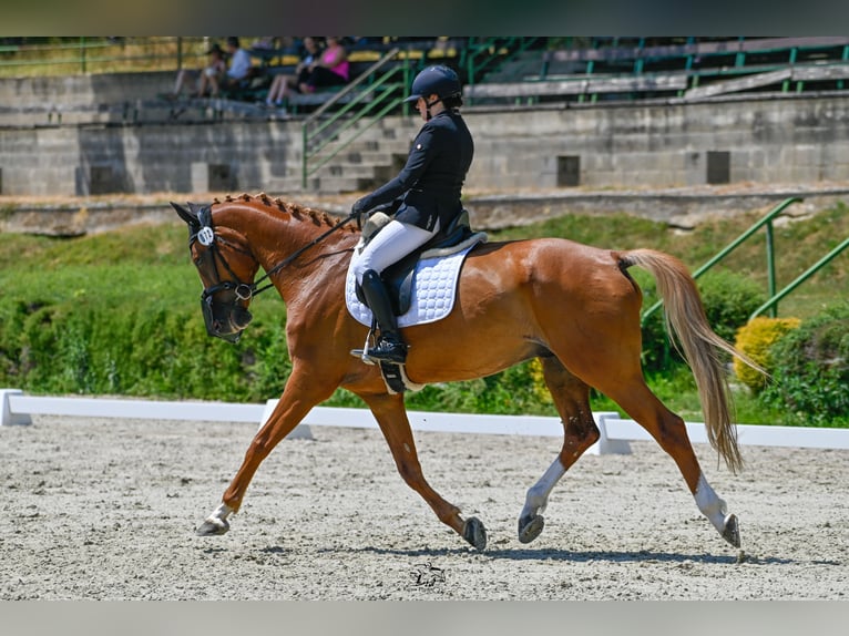 Holstein Gelding 11 years 17 hh Chestnut-Red in B&#xFC;ttenhardt