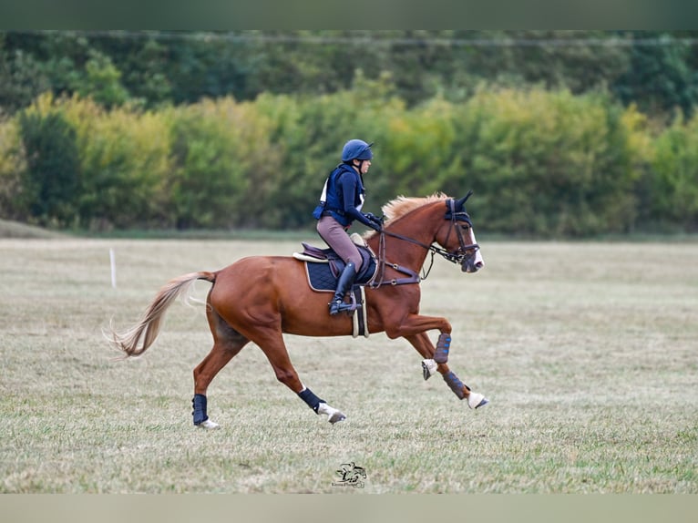 Holstein Gelding 11 years 17 hh Chestnut-Red in B&#xFC;ttenhardt