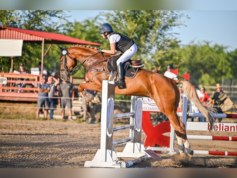 Holstein Gelding 11 years 17 hh Chestnut-Red in B&#xFC;ttenhardt