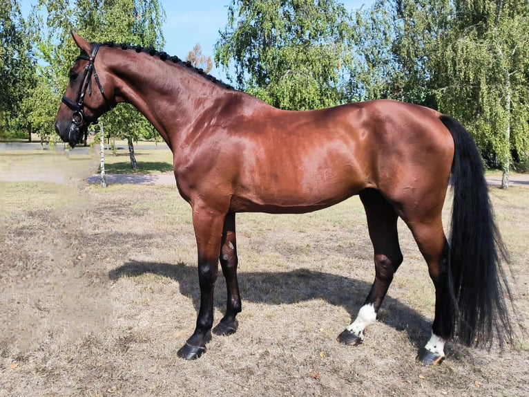 Holstein Gelding 11 years 17 hh in Riga