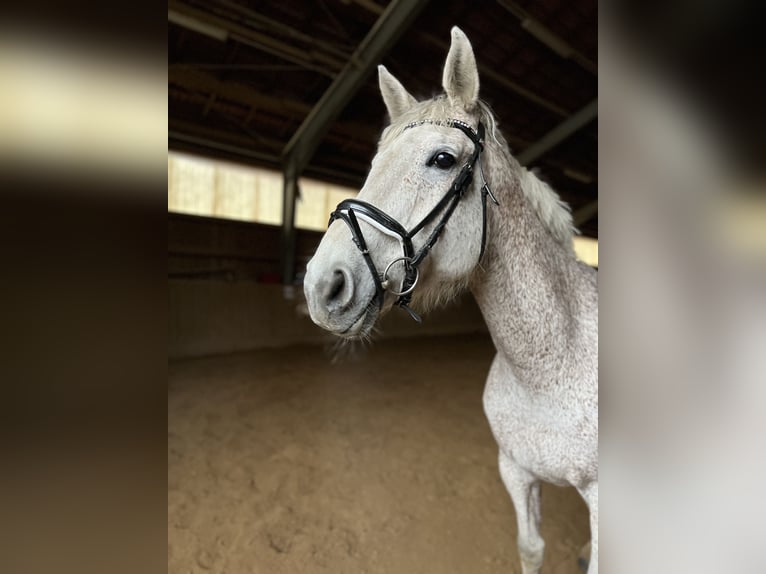 Holstein Gelding 11 years 17 hh Gray-Fleabitten in Eckental