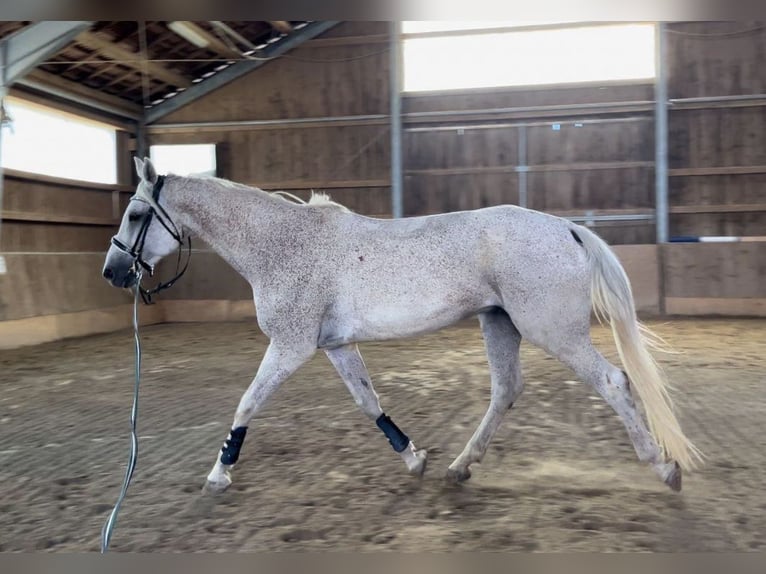 Holstein Gelding 11 years 17 hh Gray-Fleabitten in Eckental