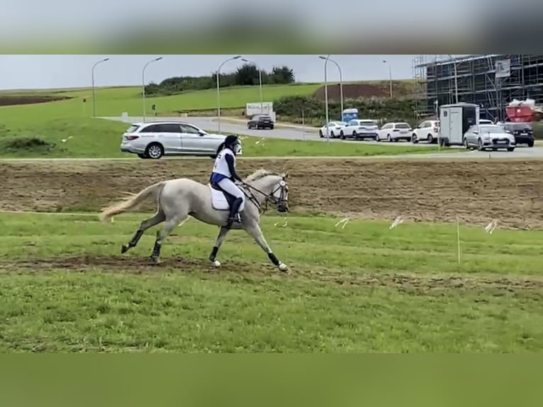 Holstein Gelding 11 years 17 hh Gray-Fleabitten in Eckental