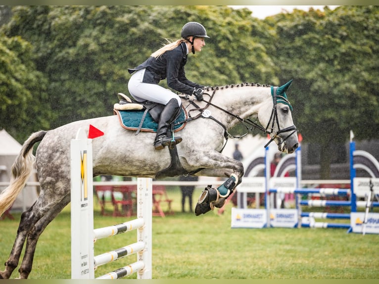 Holstein Gelding 11 years 17 hh Gray in Oebisfelde-Weferlingen