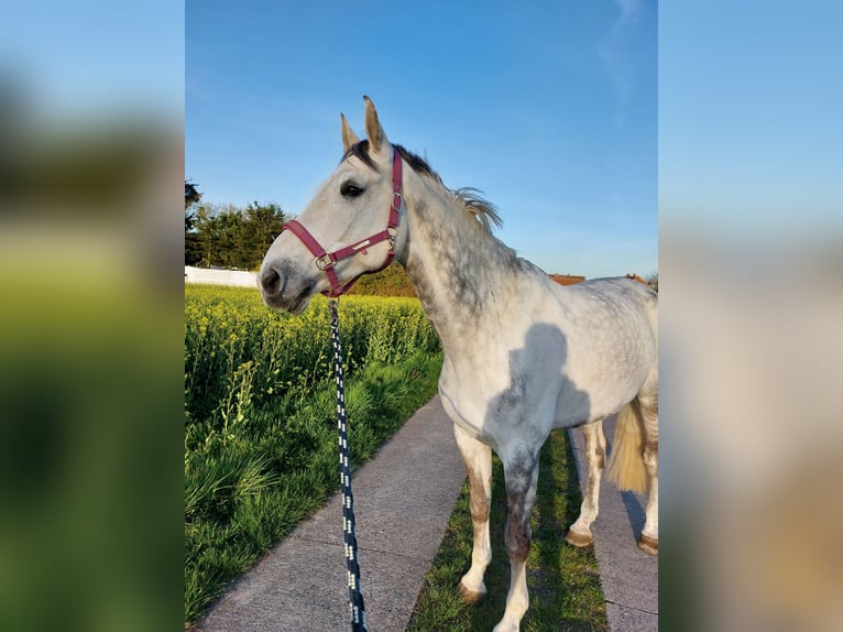 Holstein Gelding 11 years 17 hh Grey-Dapple in Eimersleben