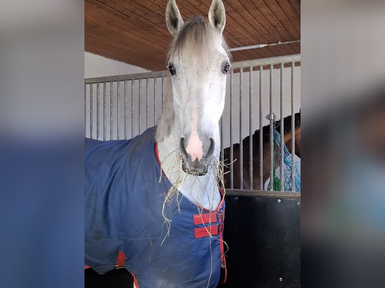 Holstein Gelding 11 years 17 hh Grey in Eschweiler