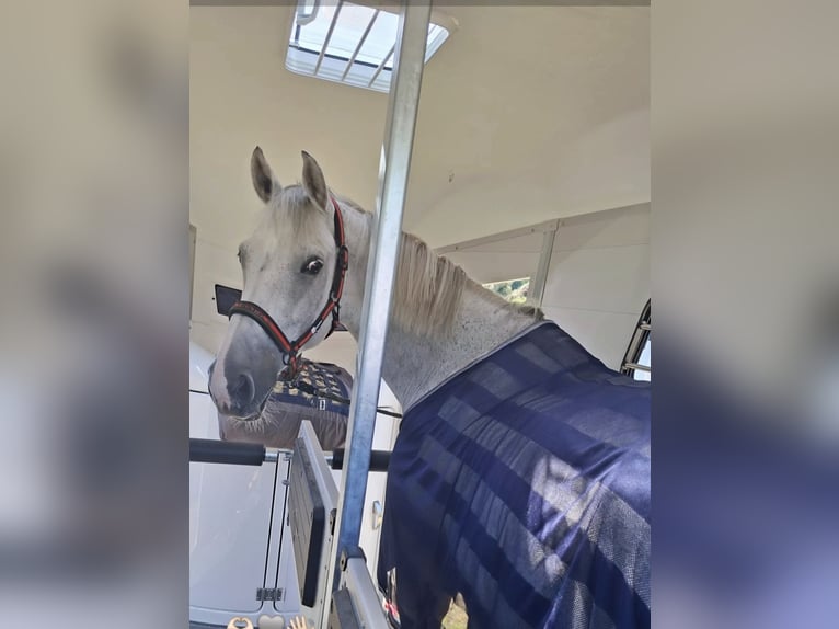 Holstein Gelding 11 years 17 hh Grey in Eschweiler