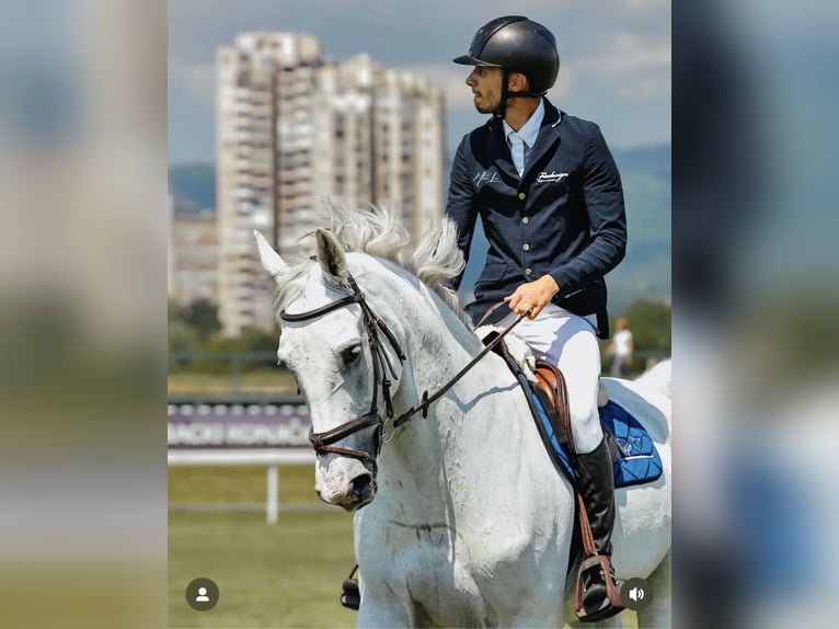 Holstein Gelding 11 years 17 hh White in Zagreb