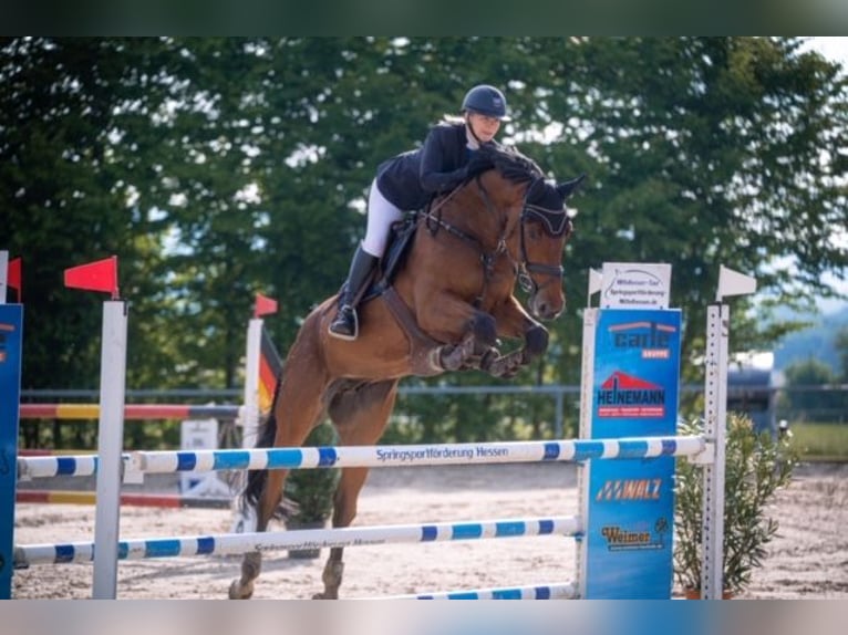 Holstein Gelding 11 years 17,1 hh Brown in Büdingen