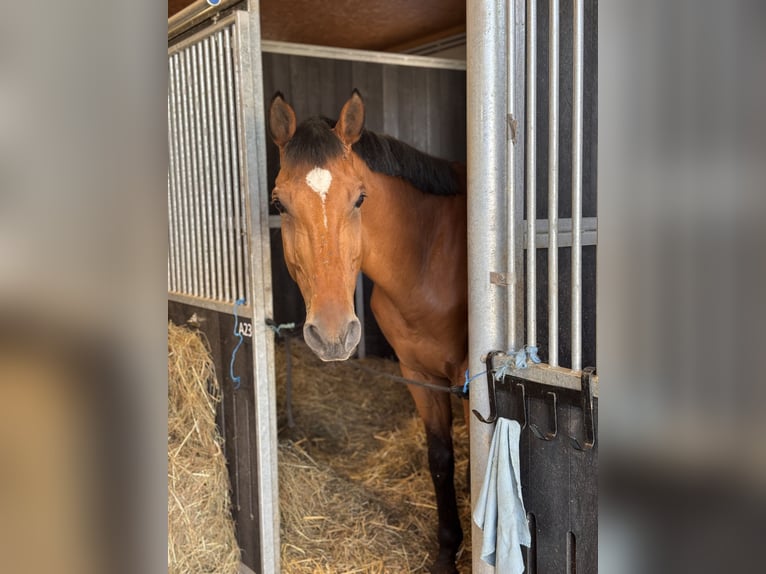 Holstein Gelding 11 years 17,1 hh Brown in Gundelfingen an der Donau