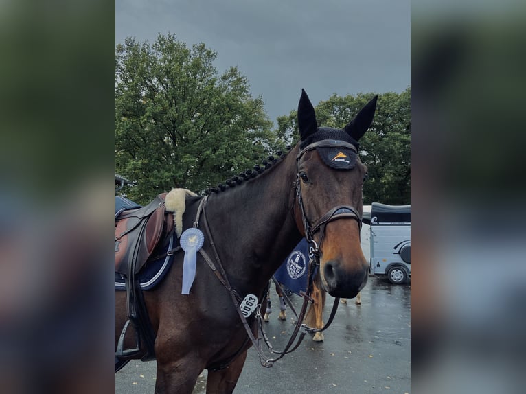 Holstein Gelding 11 years 17,1 hh Brown in HeidgrabenTornesch