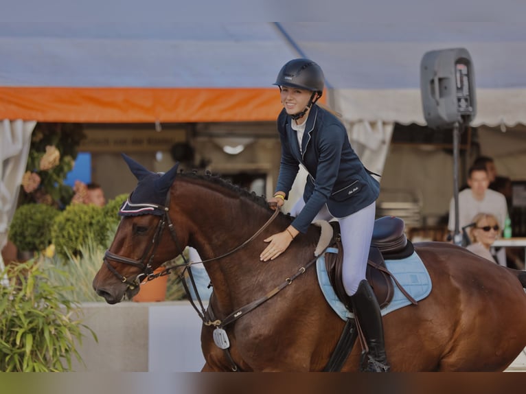 Holstein Gelding 11 years 17,1 hh Brown in HeidgrabenTornesch
