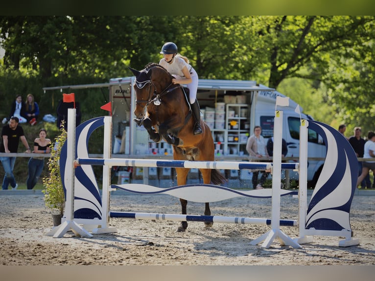 Holstein Gelding 11 years 17,1 hh Brown in HeidgrabenTornesch