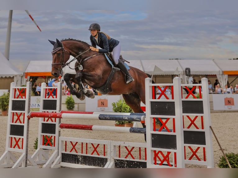 Holstein Gelding 11 years 17,1 hh Brown in HeidgrabenTornesch