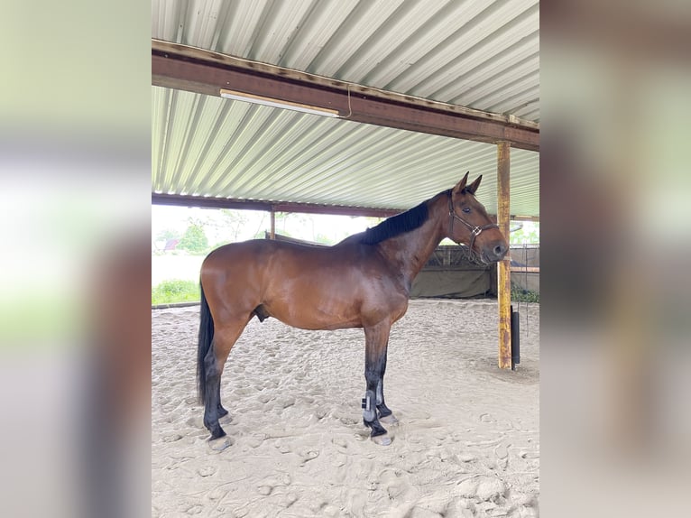 Holstein Gelding 11 years 17,1 hh Brown in HeidgrabenTornesch