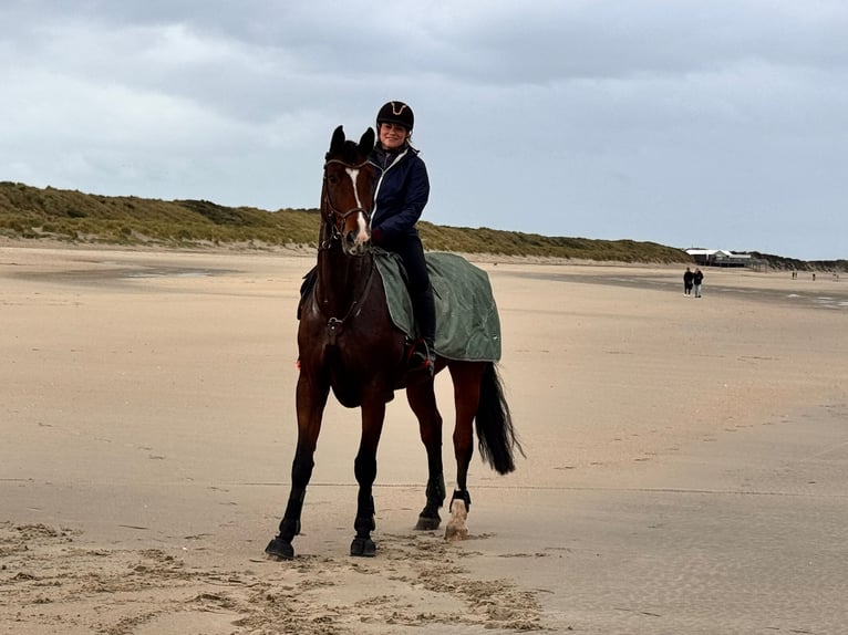 Holstein Gelding 11 years 17,1 hh Brown in Käshofen