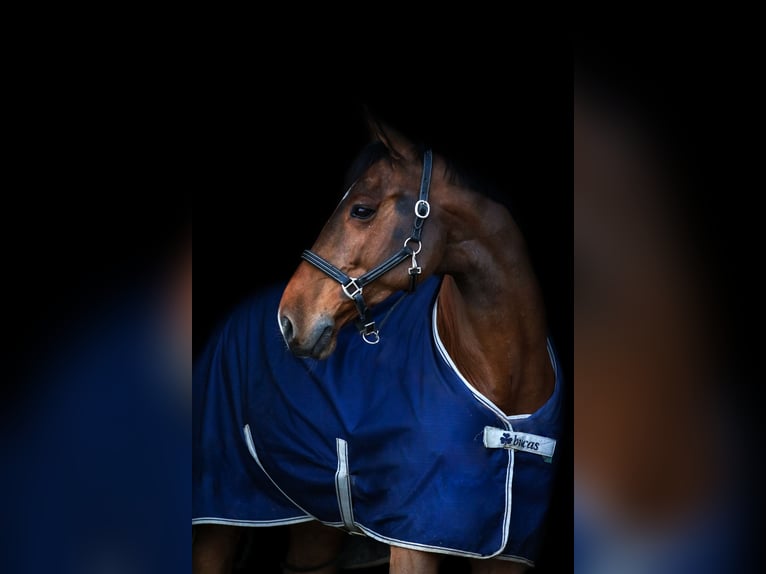 Holstein Gelding 11 years 17,2 hh Bay-Dark in Jülich Holstein Gelding 11 years 17,2 hh Bay-Dark in Jülich