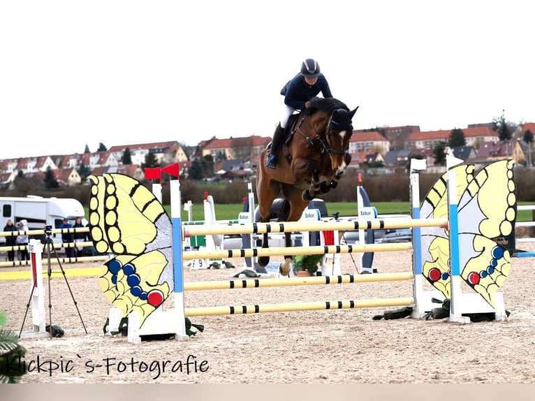 Holstein Gelding 11 years 18,1 hh Brown in Zeitz