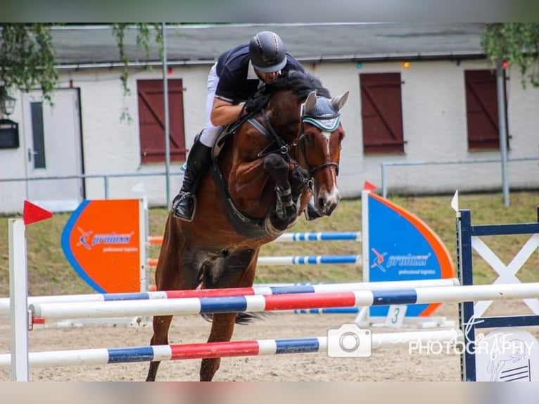 Holstein Gelding 11 years 18,1 hh Brown in Zeitz
