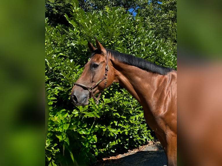 Holstein Gelding 11 years in Murg