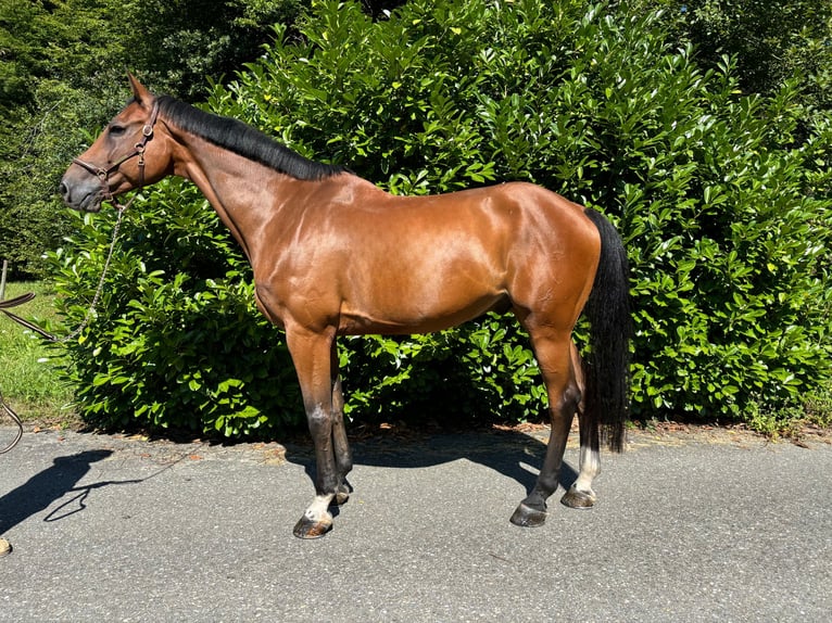 Holstein Gelding 11 years in Murg