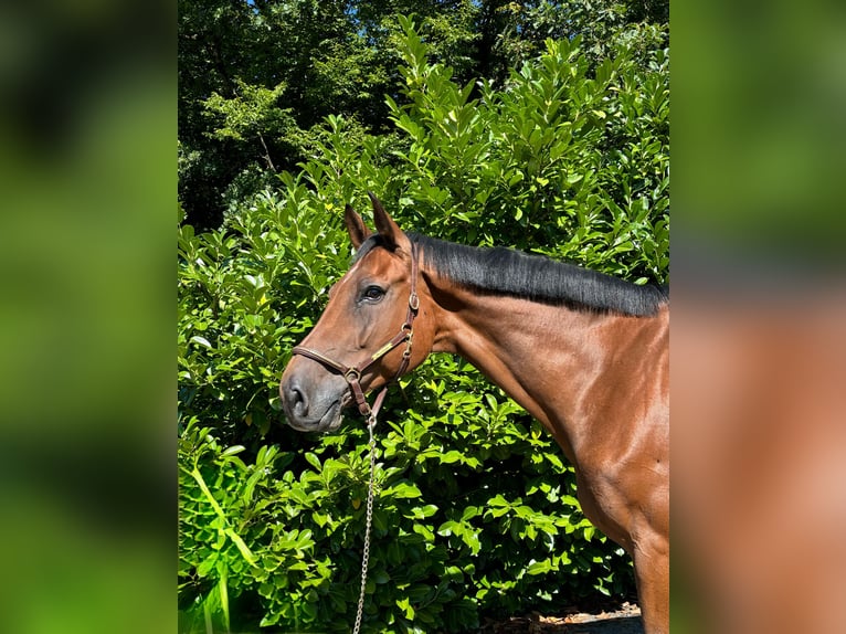 Holstein Gelding 11 years in Murg