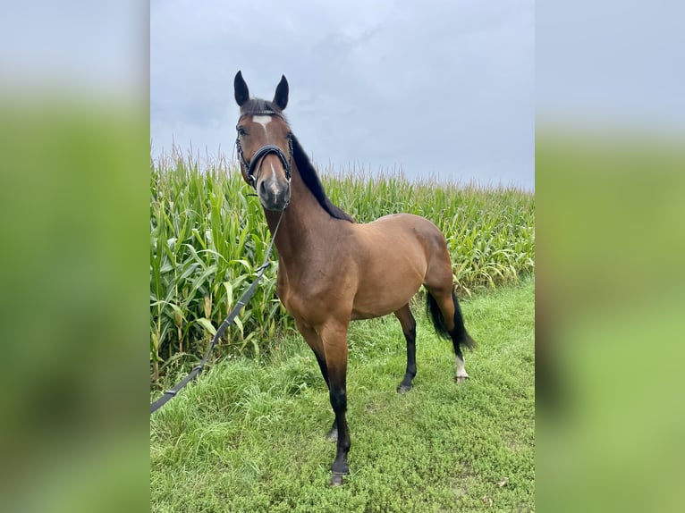 Holstein Gelding 12 years 16,1 hh Brown in Fehrbellin