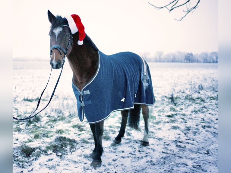 Holstein Gelding 12 years 16,1 hh Brown in Fehrbellin