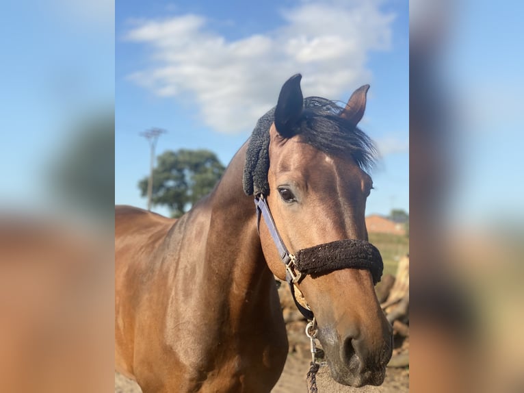 Holstein Gelding 12 years 16,1 hh Brown in Schönberg