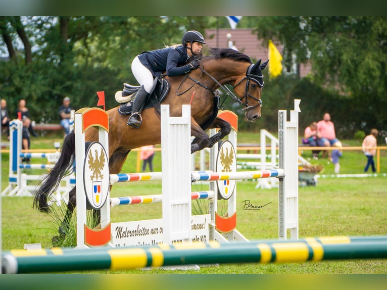 Holstein Gelding 12 years 16,1 hh Brown in Schönberg