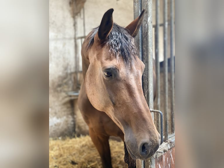 Holstein Gelding 12 years 16,1 hh Brown in Schönberg