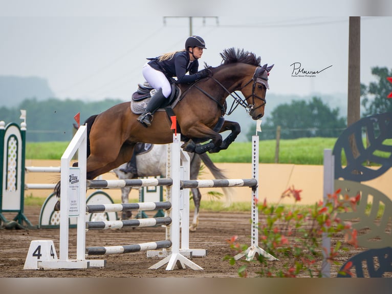 Holstein Gelding 12 years 16,1 hh Brown in Schönberg