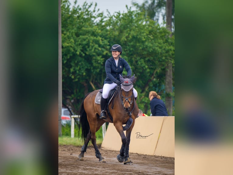 Holstein Gelding 12 years 16,1 hh Brown in Schönberg