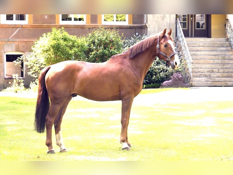 Holstein Gelding 12 years 16.1 hh Chestnut-Red in Hofgeismar