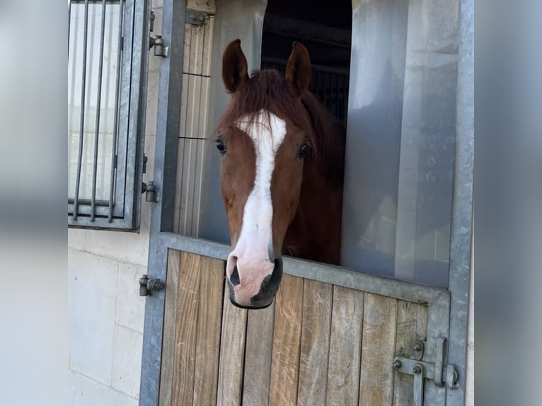 Holstein Gelding 12 years 16.1 hh Chestnut-Red in Hofgeismar