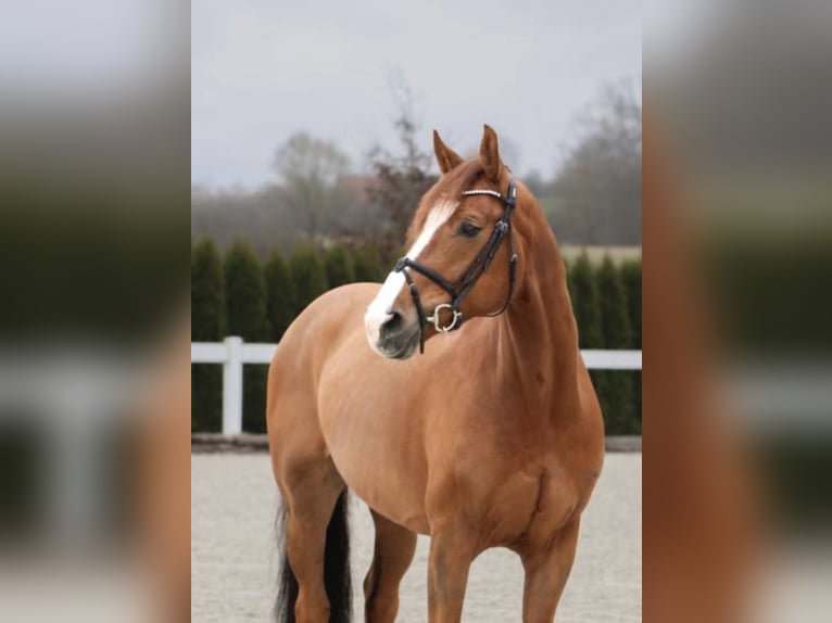 Holstein Gelding 12 years 16.1 hh Chestnut-Red in Hofgeismar