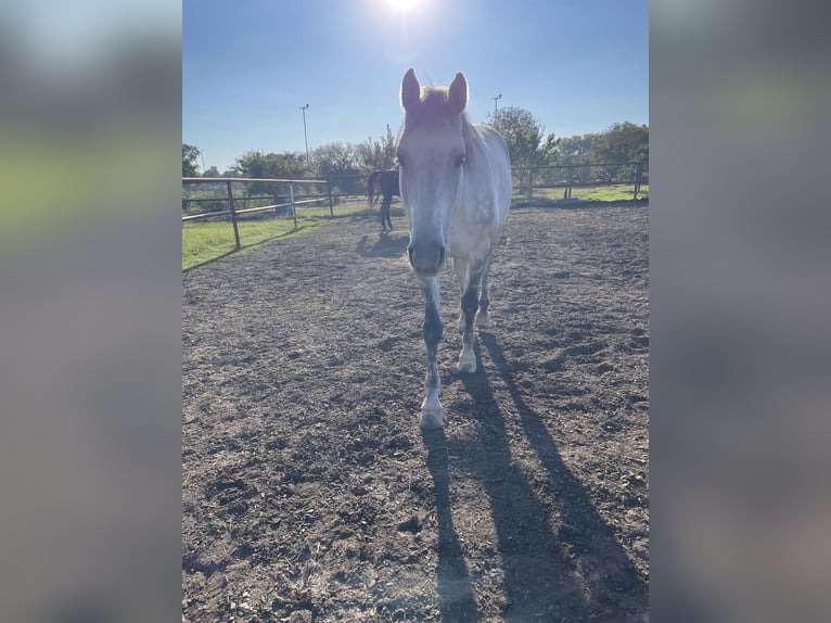 Holstein Gelding 12 years 16.1 hh Grey-Dapple in Laa an der thaya