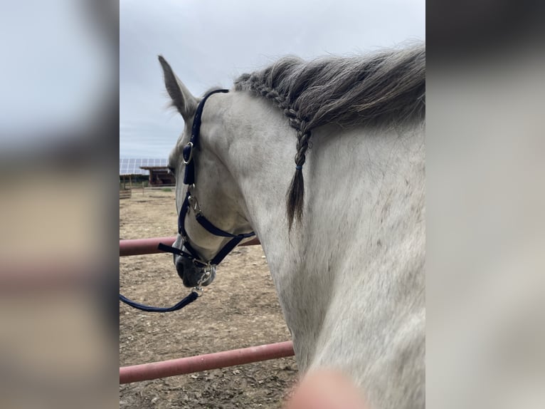 Holstein Gelding 12 years 16.1 hh Grey-Dapple in Laa an der thaya