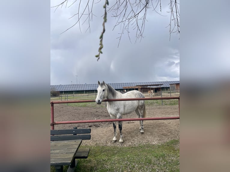 Holstein Gelding 12 years 16.1 hh Grey-Dapple in Laa an der thaya