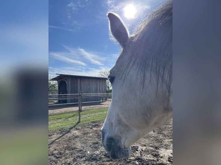 Holstein Gelding 12 years 16.1 hh Grey-Dapple in Laa an der thaya