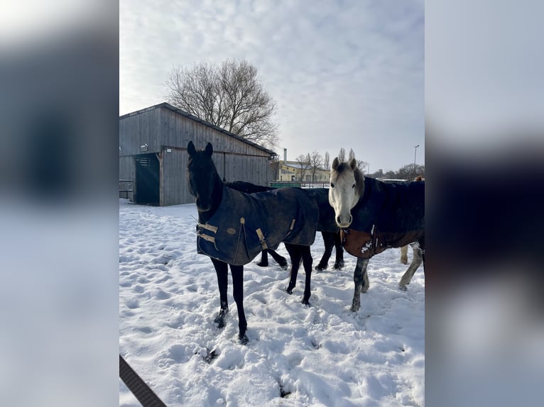 Holstein Gelding 12 years 16.1 hh Grey-Dapple in Laa an der thaya