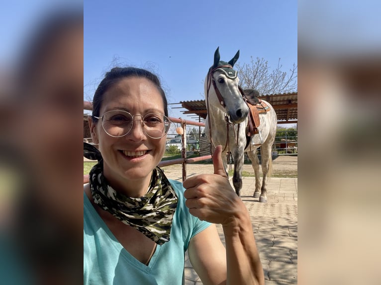 Holstein Gelding 12 years 16.1 hh Grey-Dapple in Laa an der thaya