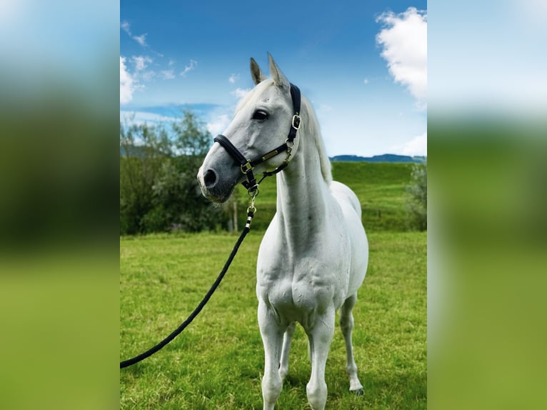 Holstein Gelding 12 years 16.1 hh Grey in DiepoldsauDiepoldsau