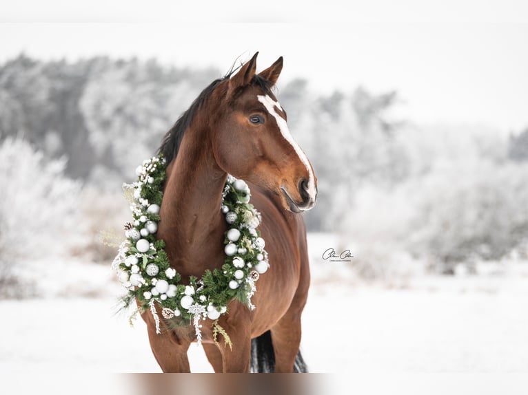 Holstein Gelding 12 years 16,2 hh Bay-Dark in Emskirchen