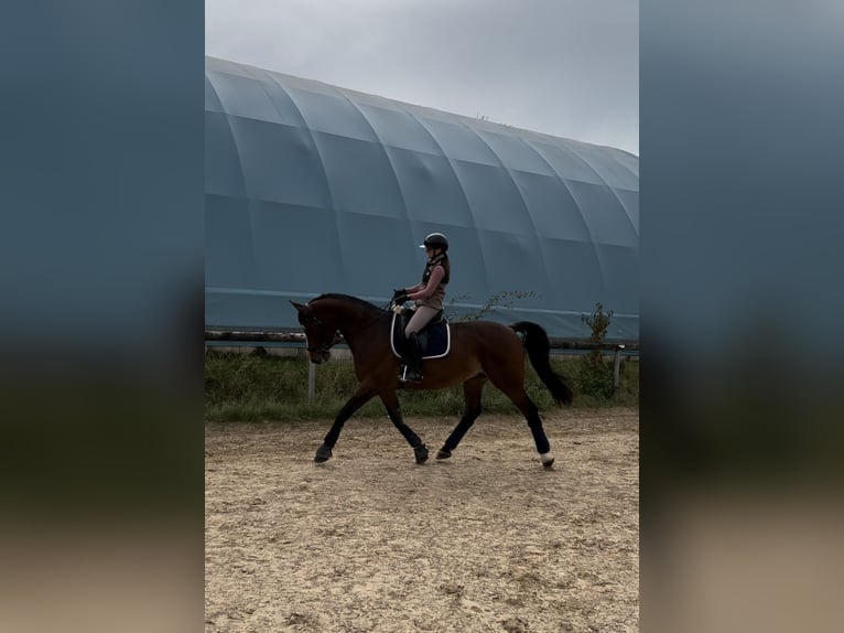 Holstein Gelding 12 years 16,2 hh Bay-Dark in Emskirchen