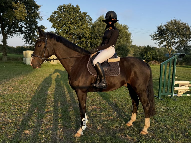 Holstein Gelding 12 years 16,2 hh Black in Krummesse